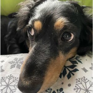 Meet your Posher, Sheila